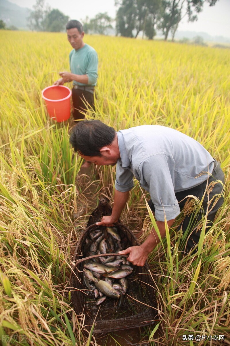 在农村创业九大赚钱项目,如果在农村创业适合做什么项目