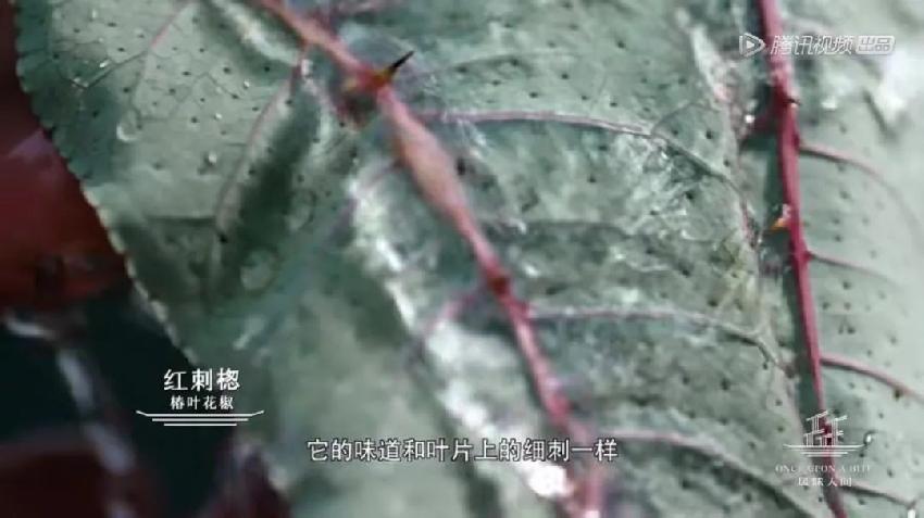 辣椒传入中国之前用什么做香辛料,辣椒传入中国之前古人吃什么辣