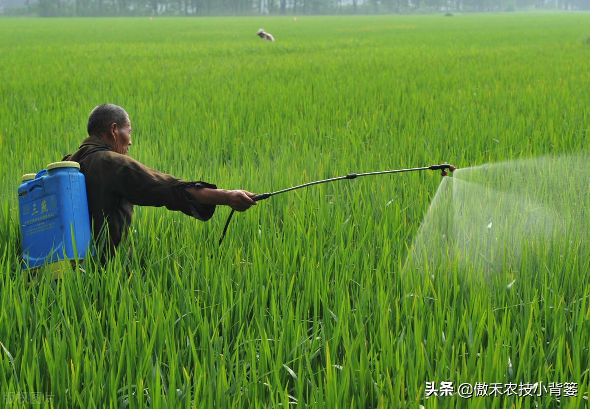 玉米和水稻对锌很敏感，巧施、巧喷、巧用能增产