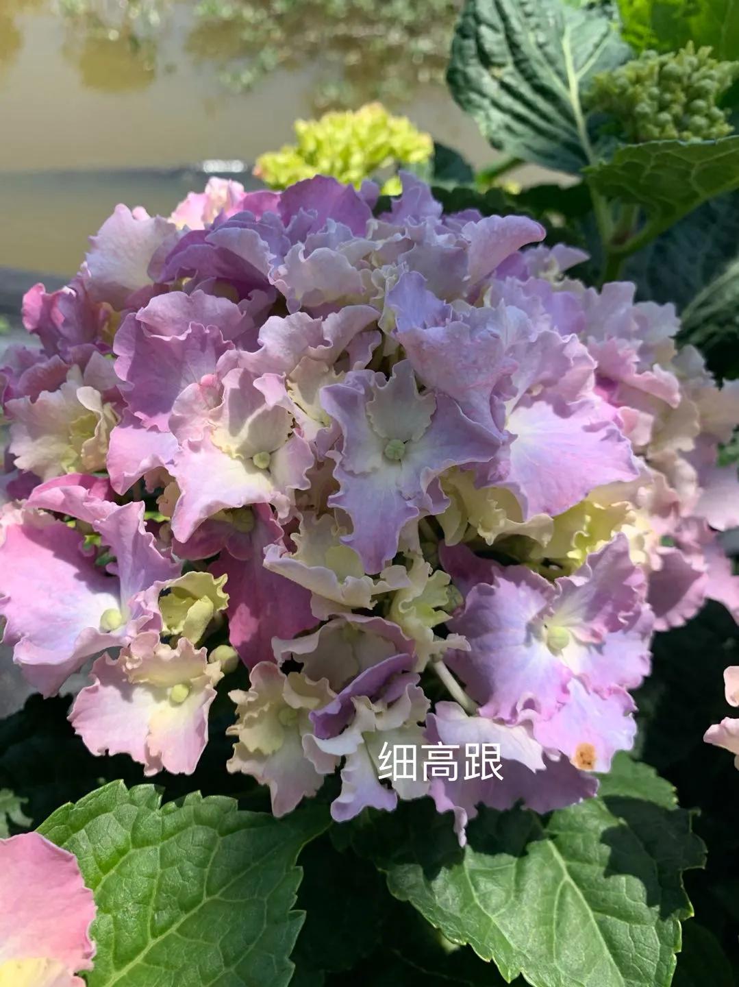 春季绣球叶子发皱怎么回事,夏季绣球老叶子都干枯怎么处理