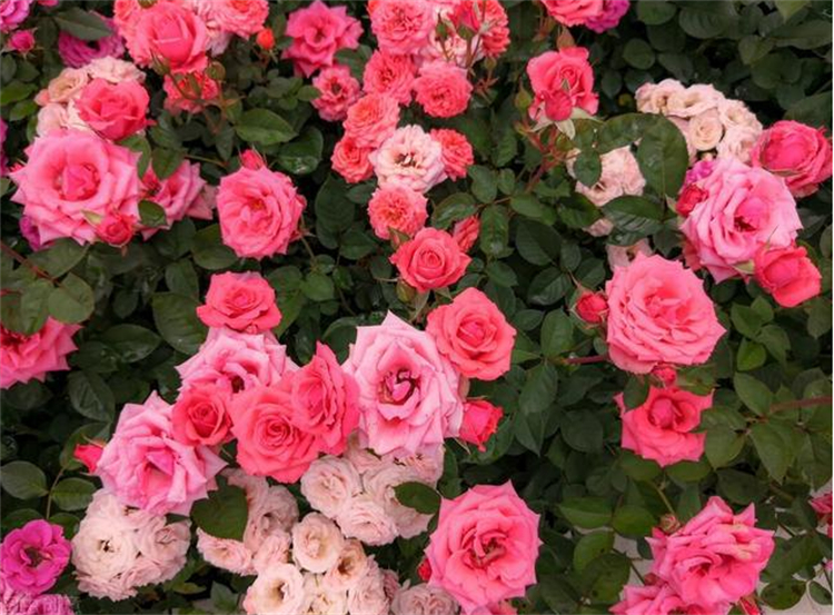 玫瑰花杆上长白斑,玫瑰花杆处理