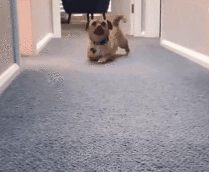 科学养犬四个标准是指哪些,科学养宠攻略狗不能吃什么