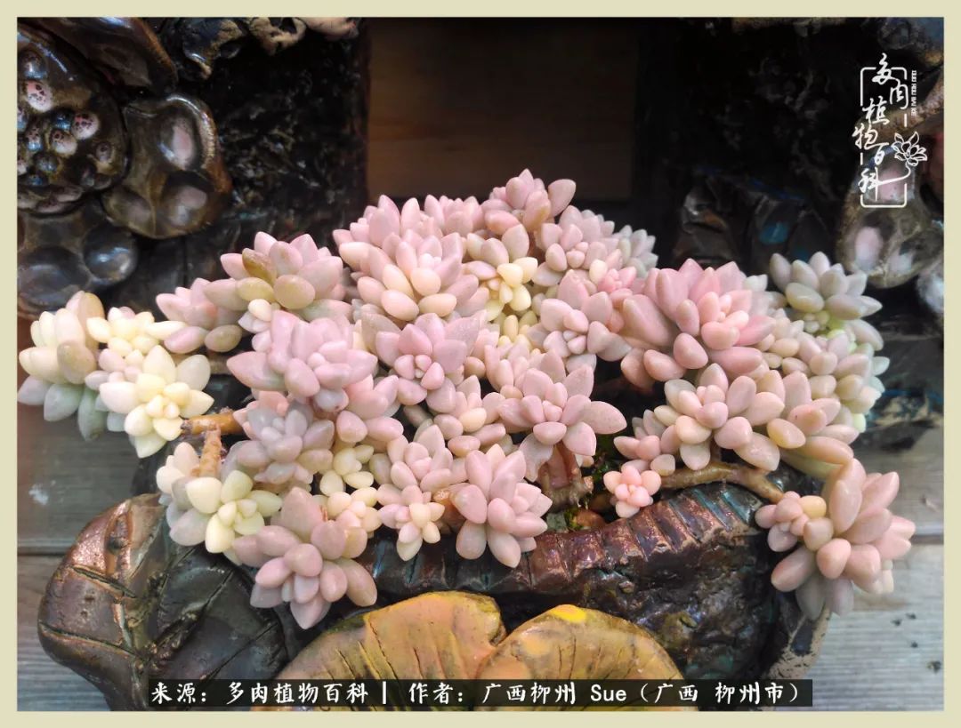 艳阳高照凉爽贵州,我要勤快地捕捉美好!(二)