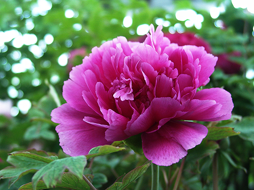 鎶掓儏鏁f枃璇楁瓕,鎶掓儏鏁f枃瑕佺礌