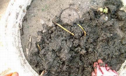 荷花怎样养才能开花,怎么养荷花可以一年四季都开花呢