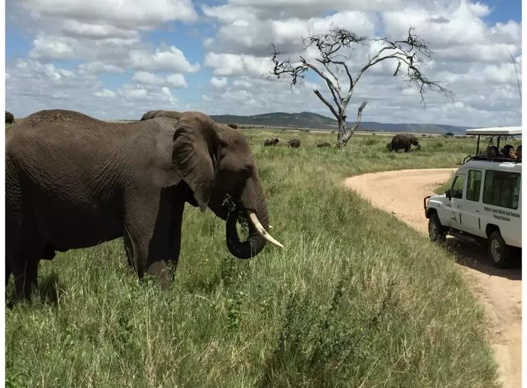 海哥带你游世界｜这周我们去非洲大草原看大西几！