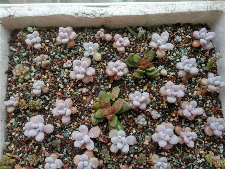 多肉叶插的正确正反方法,多肉蓝石莲叶插出苗后怎么管理