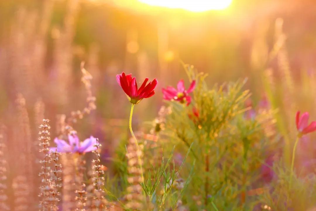 多学科协作为肾衰及多种合并症患者“个体订制”诊疗方案