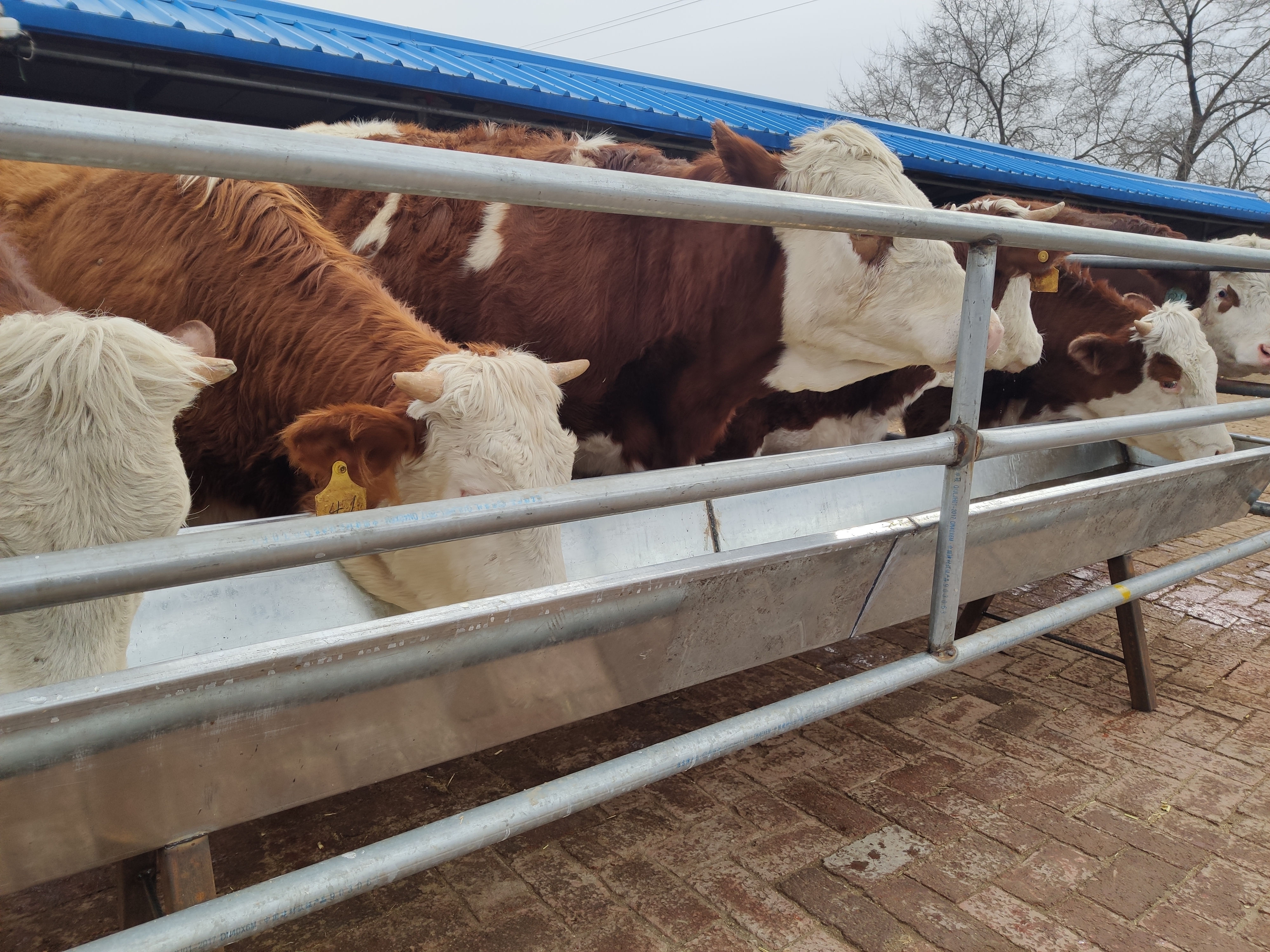 养基础母牛应该注意什么,养牛人最关心的问题是什么