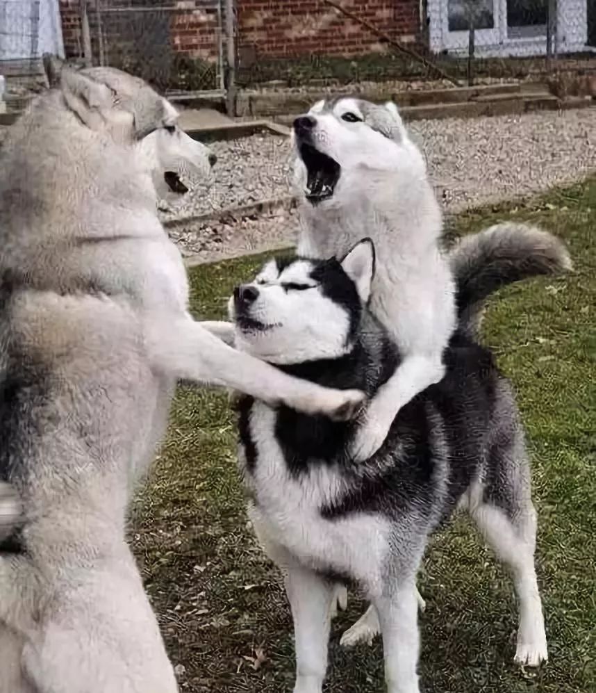 什么狗能打得过二哈,一群狗打二哈吓腿软