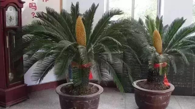 客厅吸附甲醛植物,客厅适合摆什么植物又可以去甲醛