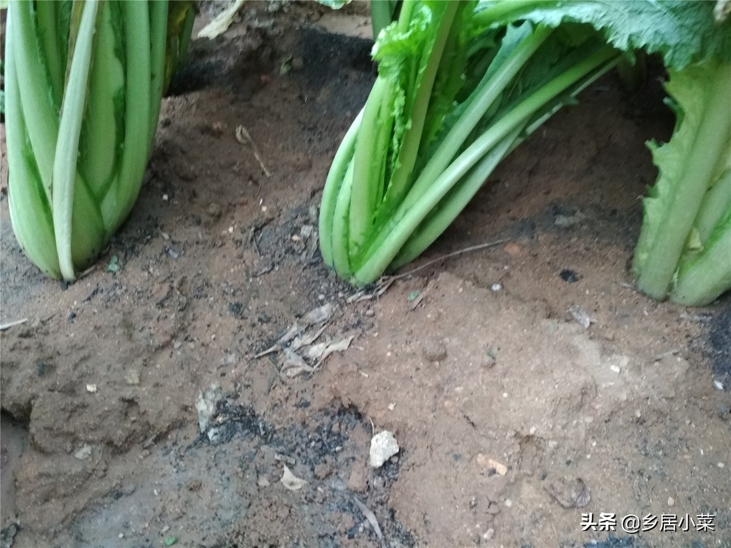 白菜灭虫方式方法是什么,白菜地里有黑虫子怎么办