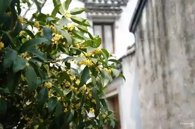 北方庭院种植景观树,庭院四季常青的景观树