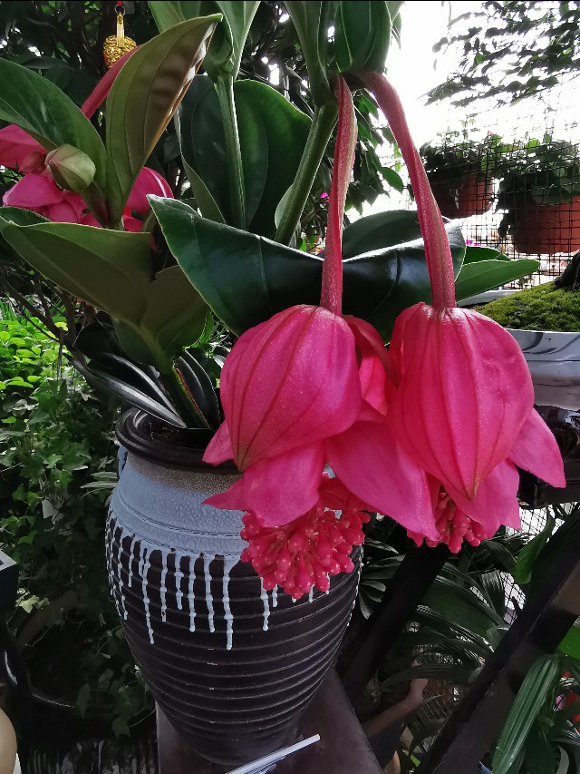 循迹盛京之十二浑南南井村花卉市场