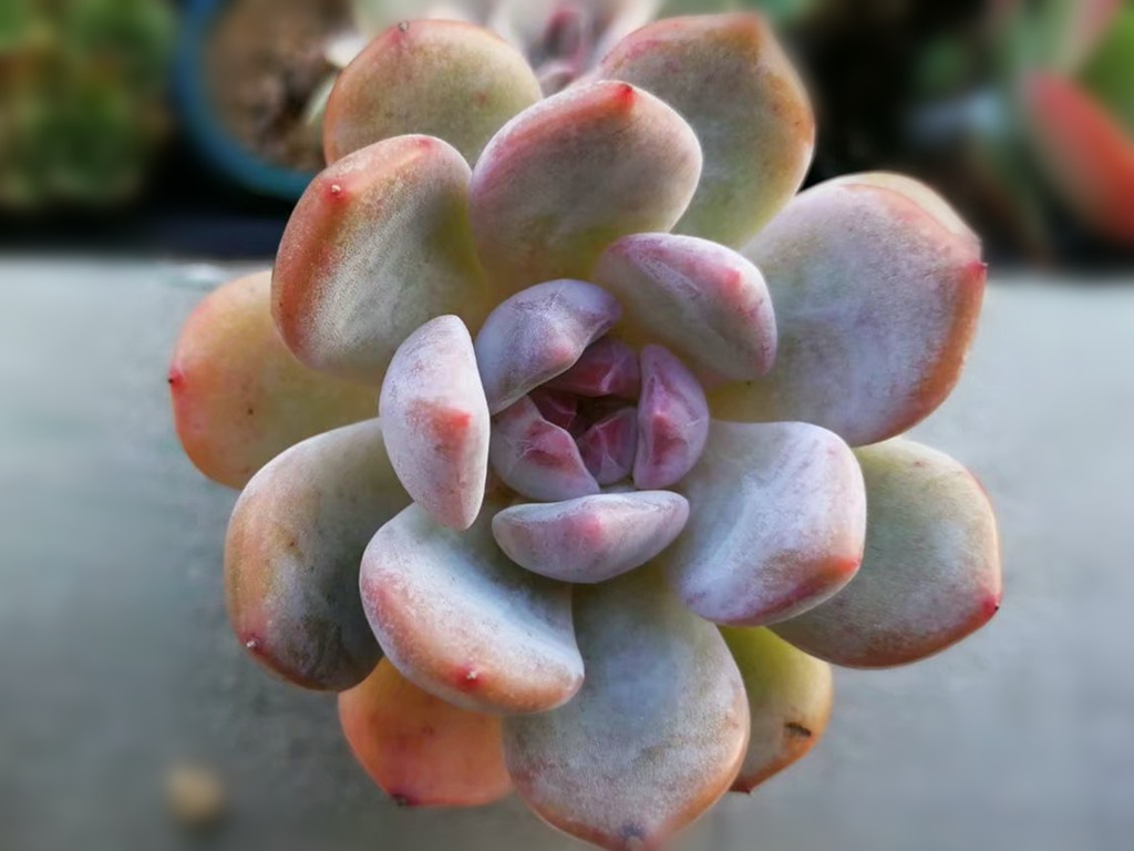 多肉浇水后叶片发软是怎么回事,刚栽的多肉叶片发软怎么办