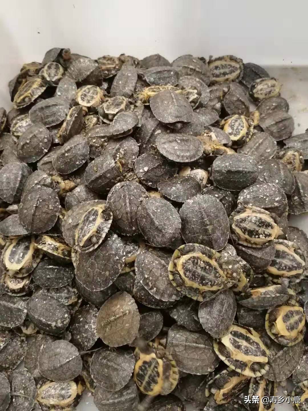 石金钱龟价格暴涨和暴跌的背后,真正的推手是谁?帮凶是谁?