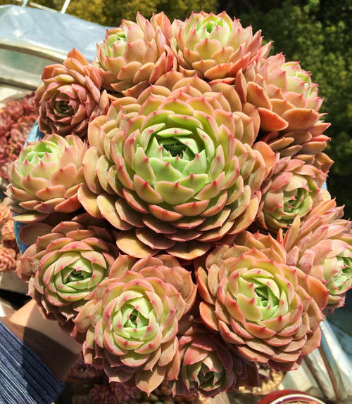 100种常见多肉植物图鉴收藏,1000种多肉植物图鉴及名字