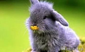 兔兔几天不喝水会有事吗,为什么兔兔不能喝水