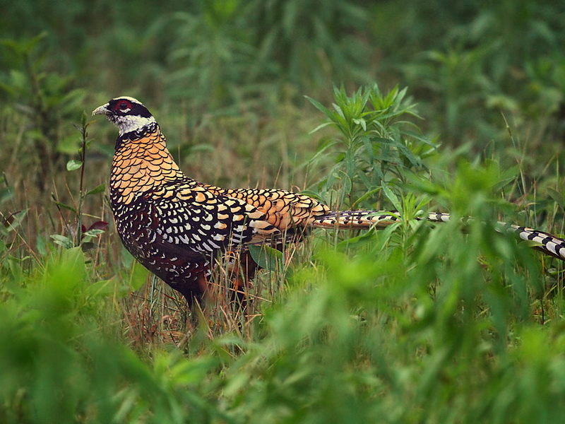 东江揽胜,惠州淡水常见鸟类图谱