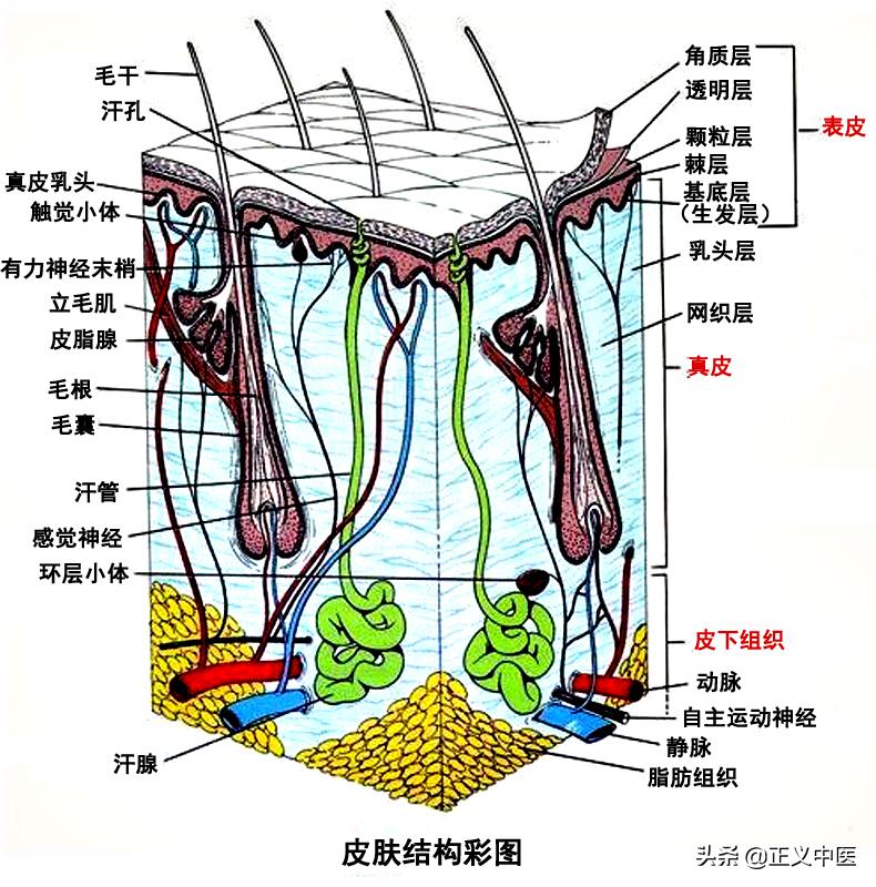 十二经脉和十二正经的区别,十二皮部