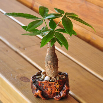 水泡烂苹果，可以喝的“营养液”，干净肥力大，浇啥旺啥，还减肥