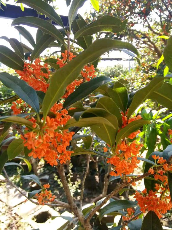 桂花叶子发黄掉落，注意3点小细节，恢复生机花香十里