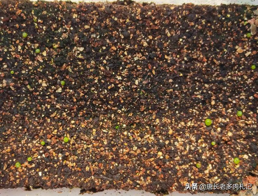 多肉播种可以用生根粉吗,播种的多肉一般多久长大