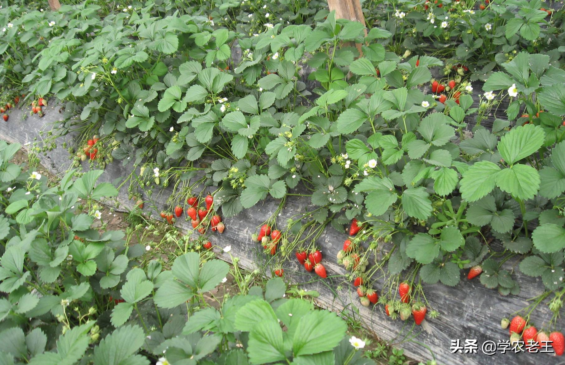 7月草莓苗用什么控旺好,草莓苗用亚硫酸钾控旺怎么用量