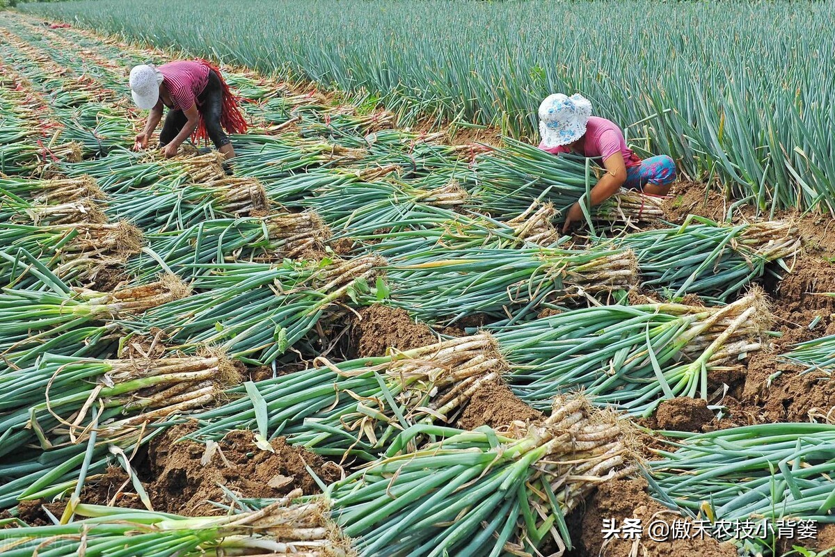 秋季大葱的种植方法和时间,大葱种植技术如何管理