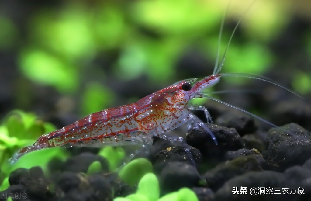 观赏虾怎么养才能养好,观赏虾如何养好
