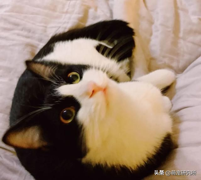 田园猫被抛弃会有什么后果,为什么越来越多人喜欢田园猫