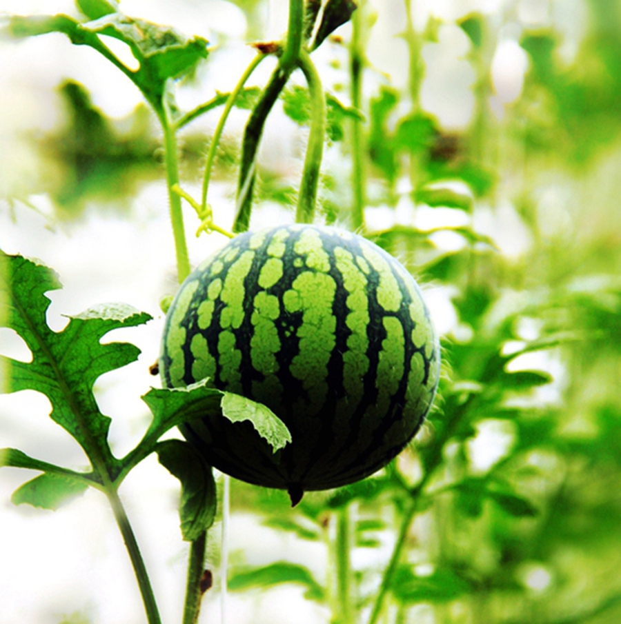 扫落叶优美诗句,扫落叶的诗句