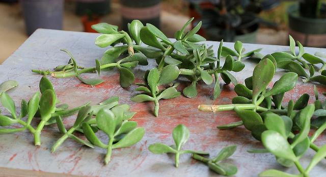 矿泉水瓶养花盆教程图,塑料瓶和花盆可以养花吗