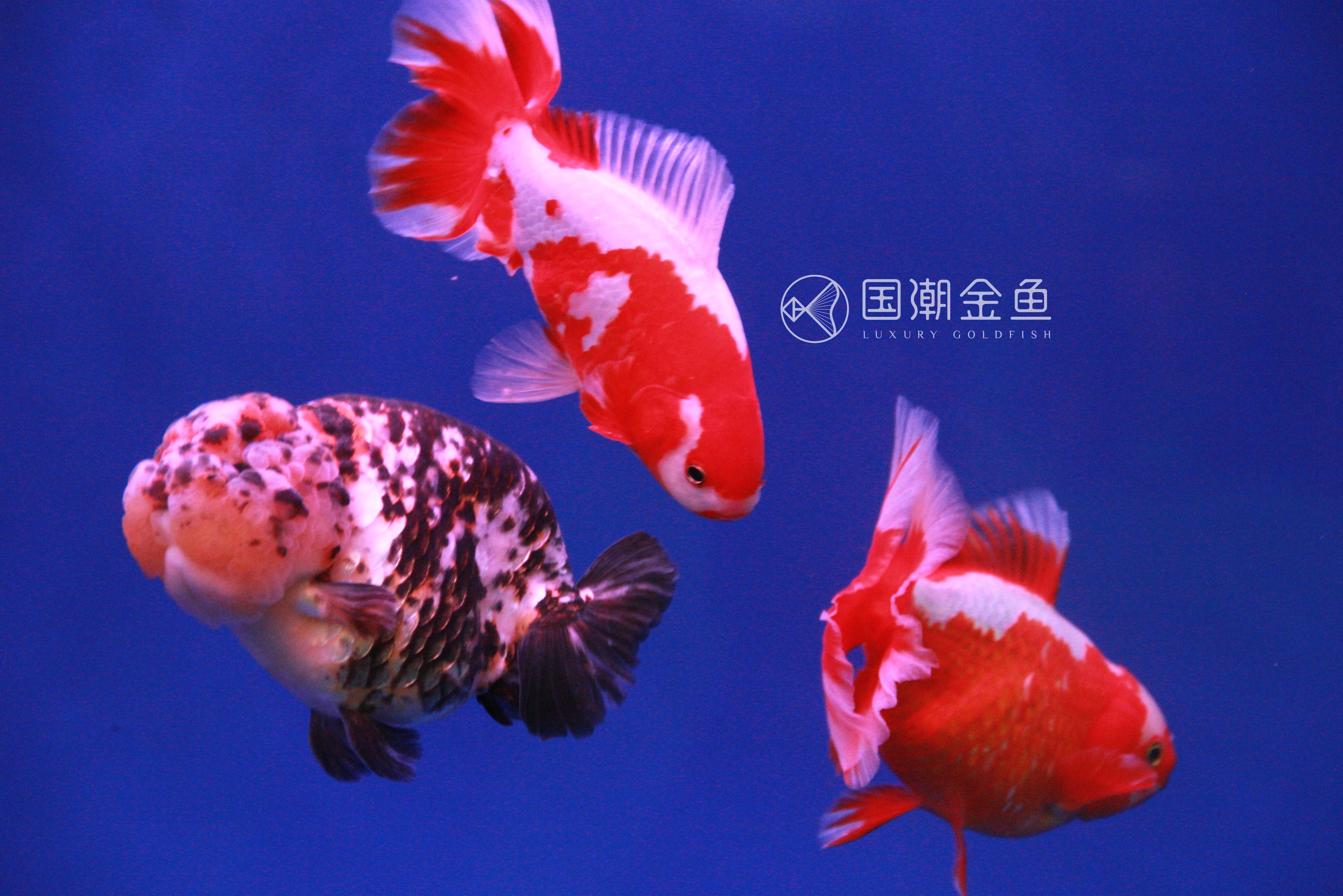 金鱼得了失衡病怎么办,金鱼鱼鳔失调怎么治