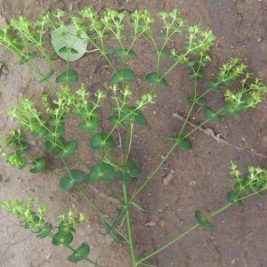 牙疼最好的办法一招教你,牙疼用什么方法快速止疼最有效