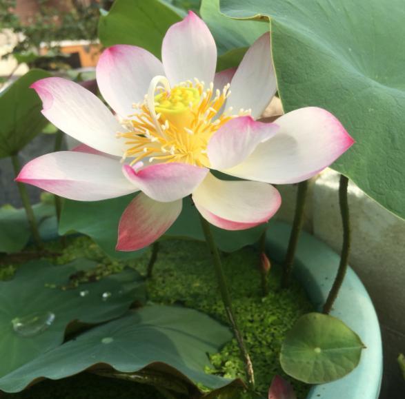 怎样种植碗莲荷花,荷花怎么养成碗莲