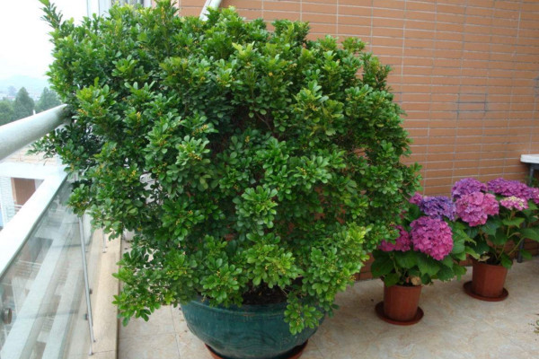 米兰移栽后套塑料袋,12度气温米兰需要用塑料袋套吗