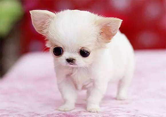 狗狗腹股沟疝气会疼吗,狗狗疝气用什么绑起来