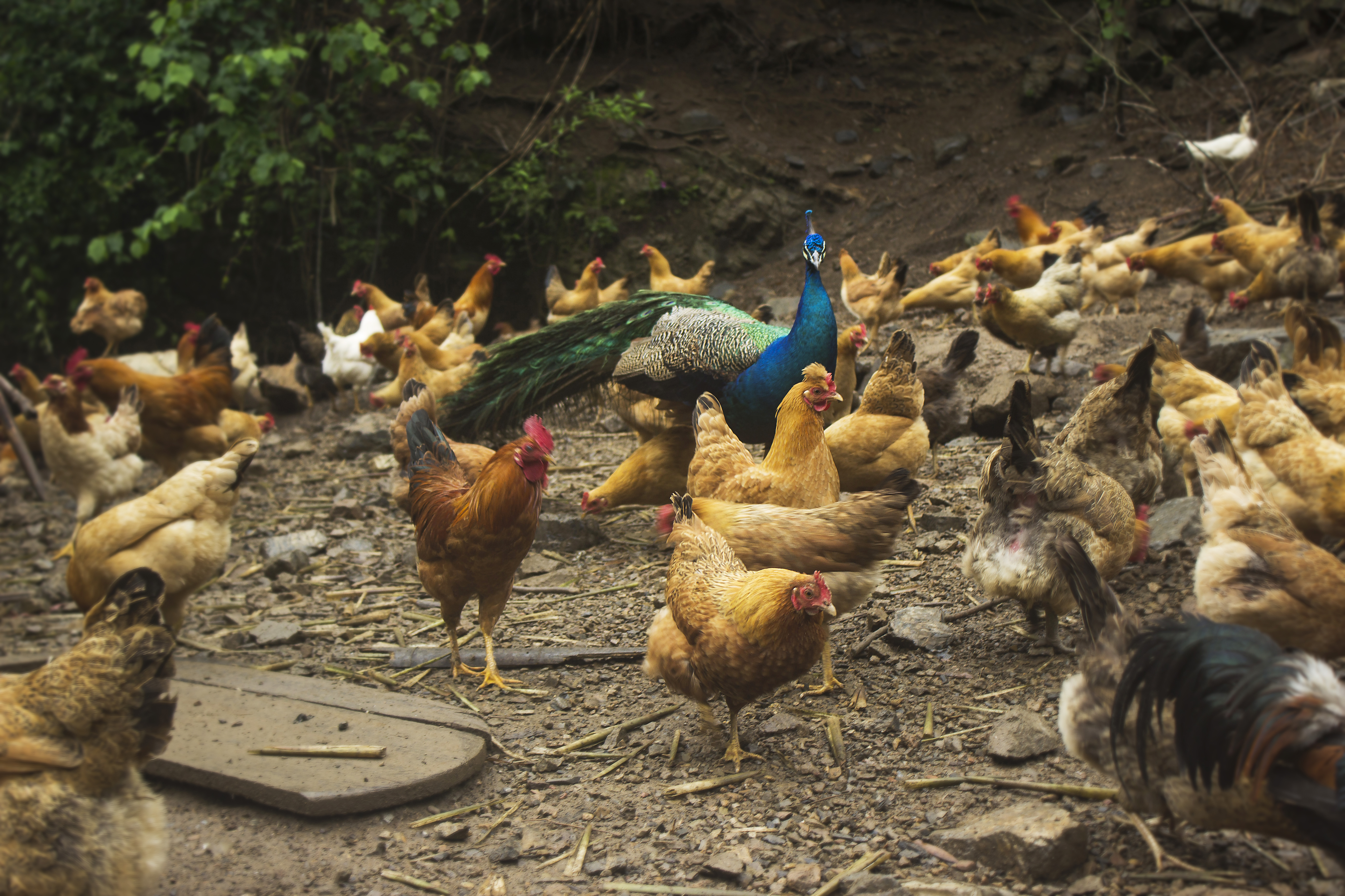 养殖2000只土鸡的成本与利润,怎么养土鸡赚钱