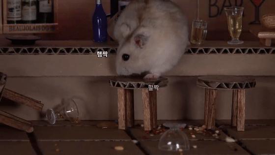 身价300万的仓鼠外网走红！住3层电梯豪宅，丰富娱乐，人不如鼠啊