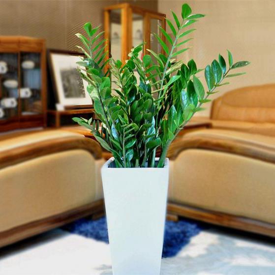 室内适合养什么花寓意好,新家养什么花有寓意又好看