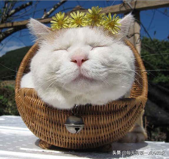 世界上最有名的12只猫咪,世界上十大最可爱的猫咪排名