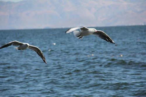野生的鸟儿该怎么处理,鸟类如何躲避风雨