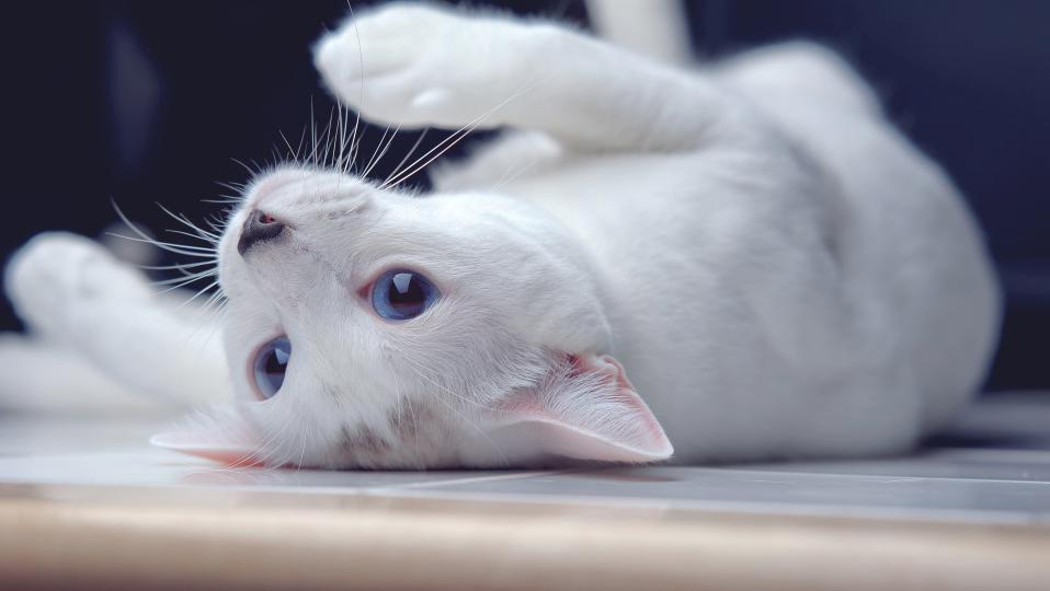 镜头拍摄的专业术语,摄影过程特写镜头