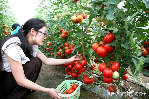 美丽乡村的盈利项目,美丽乡村项目的成功案例
