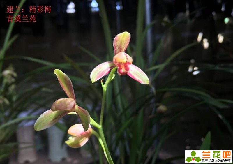 古今养兰经典,养兰秘诀