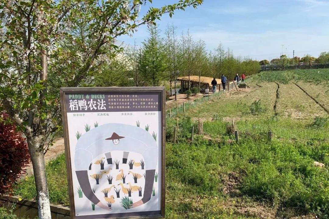 用低成本打造高颜值农场,广东夫妇超省钱