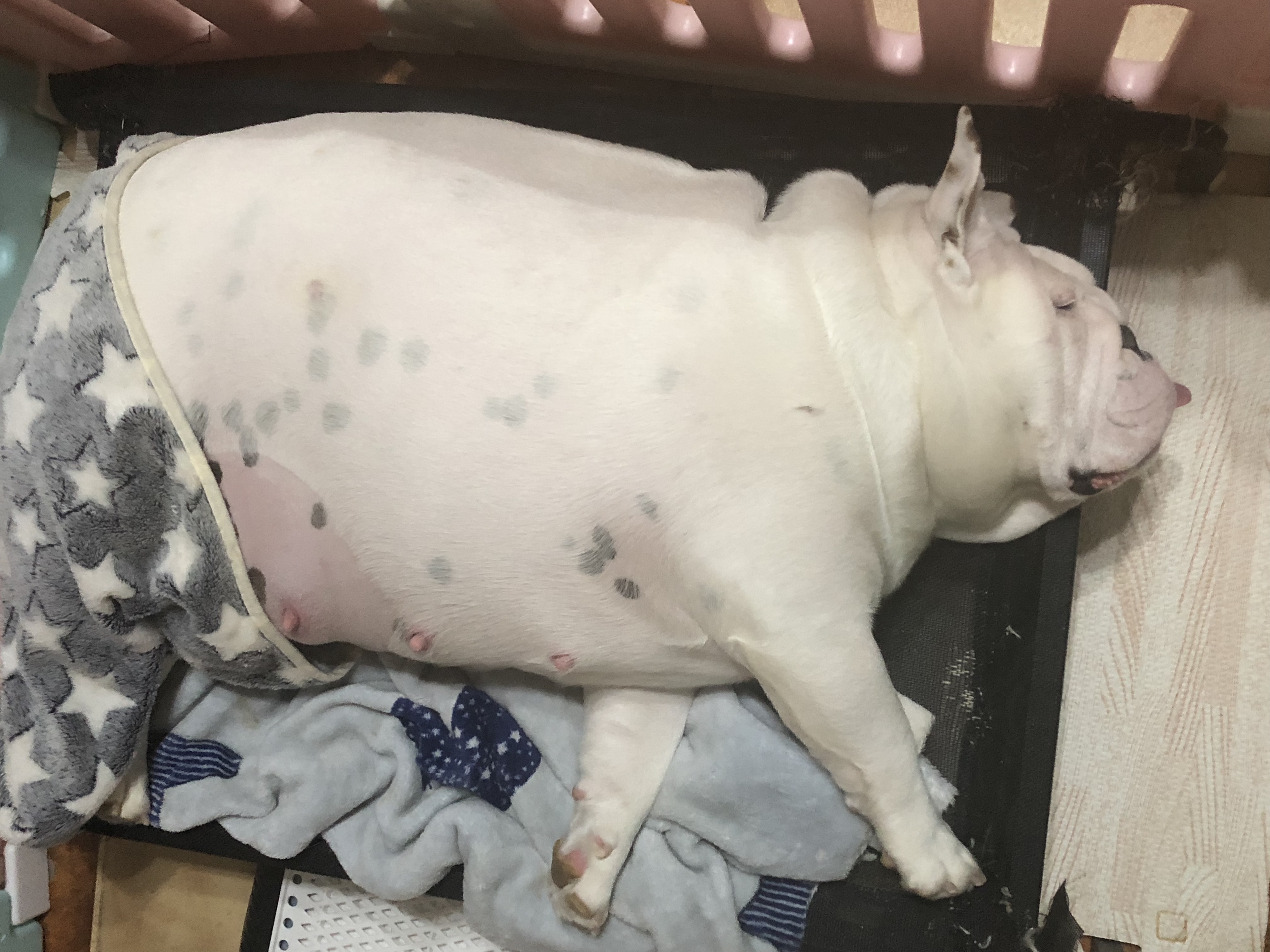 英牛怀孕成功率,英牛孕期多少天