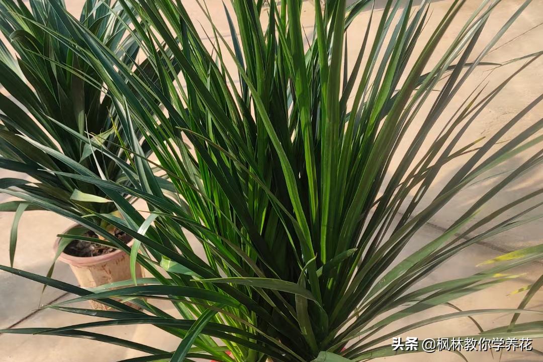 龙血树刚买从网上回来怎么养护,什么品种的龙血树最好养