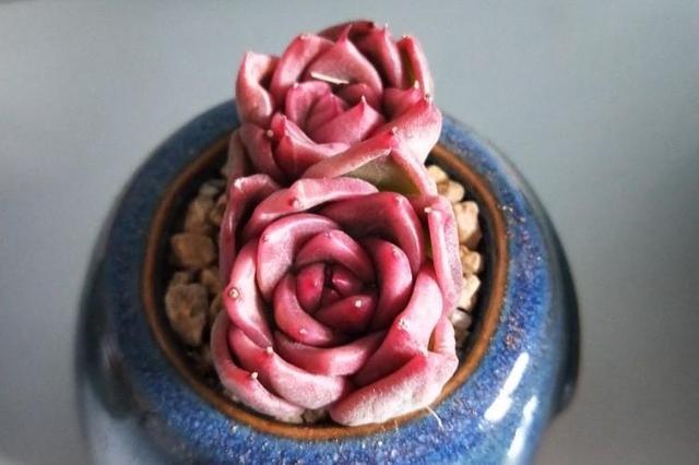 多肉蒂亚火焰好养吗,多肉阳台党如何出状态